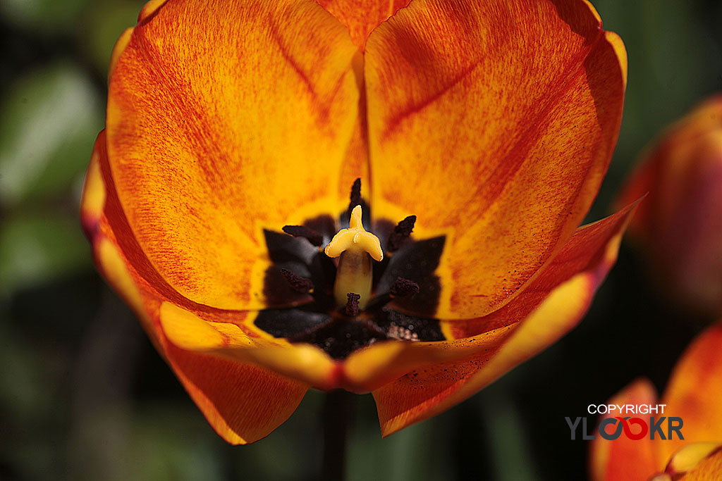 Polen; Çiçek, Flowers, Macro, Makro Fotoğraf 1