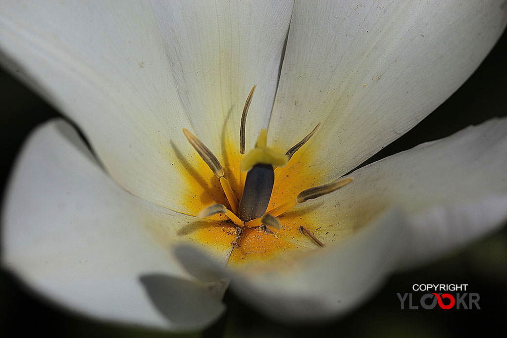 Polen; Çiçek, Flowers, Macro, Makro Fotoğraf 2