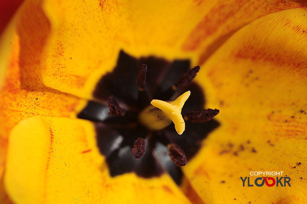 Polen; Çiçek, Flowers, Macro, Makro Fotoğraf 3