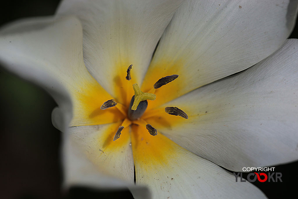 Polen; Çiçek, Flowers, Macro, Makro Fotoğrafn 4