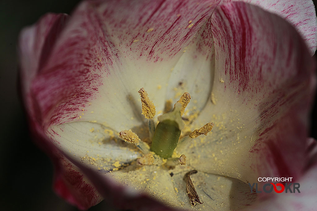 Polen; Çiçek, Flowers, Macro, Makro Fotoğraf 7