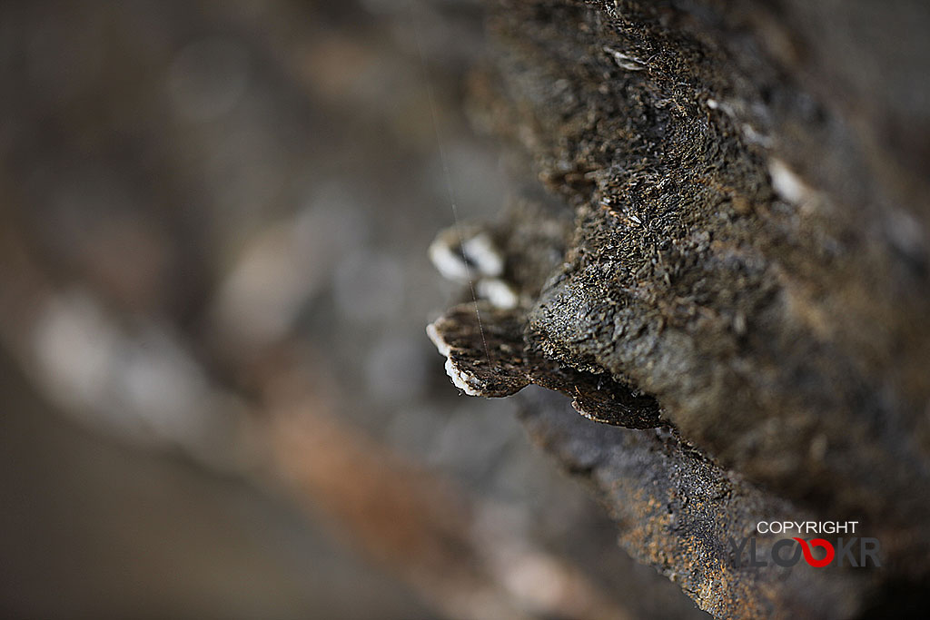 Taş; Stone; Kaya; macro Photography; Makro Fotoğraf 6