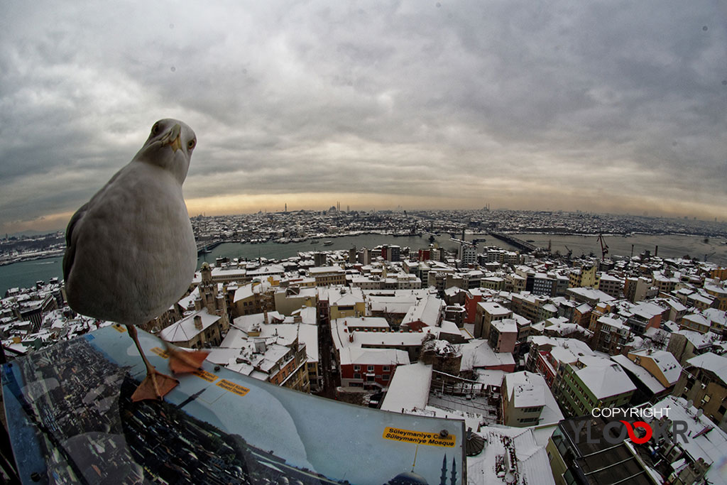 İstanbul kar manzarası; İstanbul kar yağışı; Galata Kulesi; Martı; Unkapanı Köprüsü