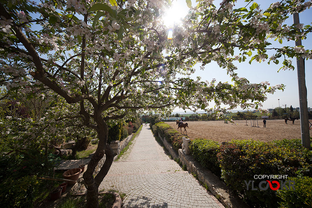 Garden Club; International K9 & Horse Club; Küçükçekmece 4