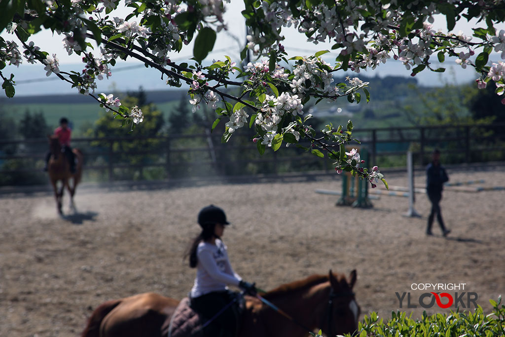 International K9&Horse Club 10