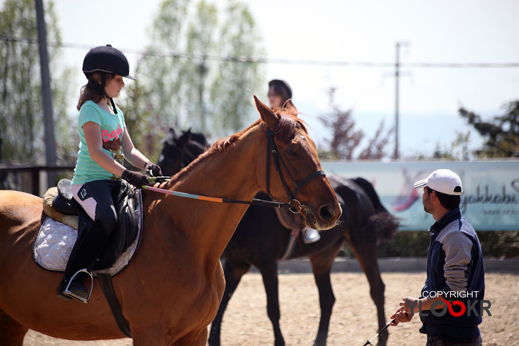 International K9&Horse Club 15