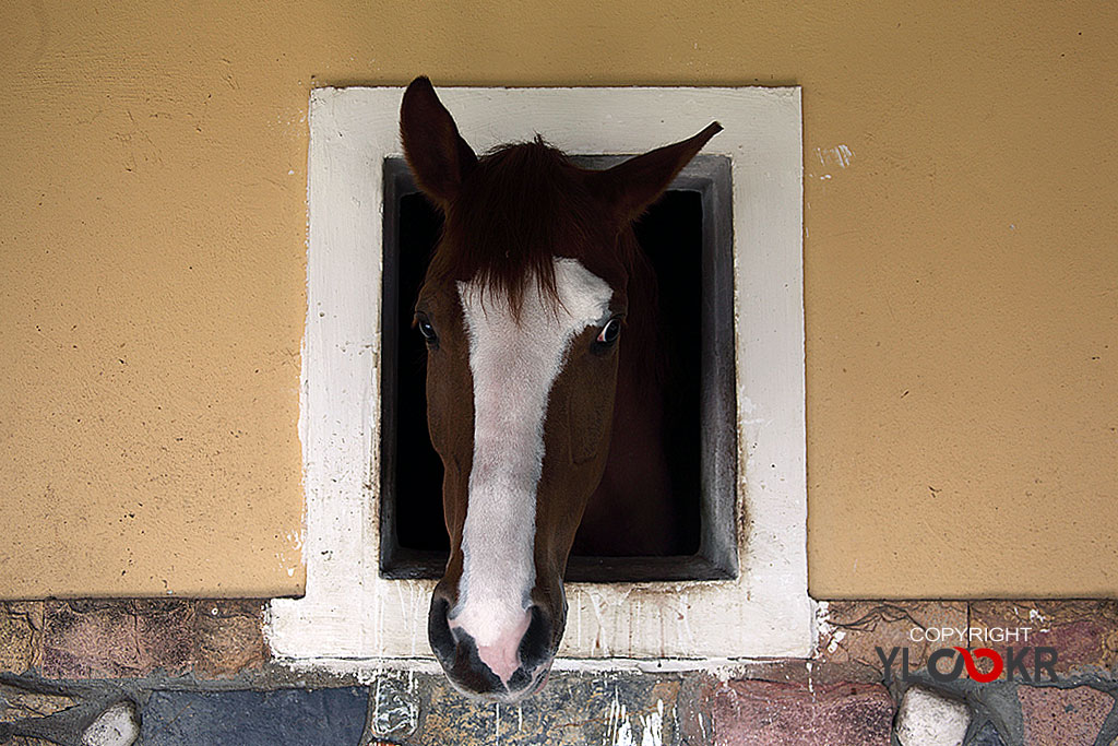 International K9&Horse Club 19