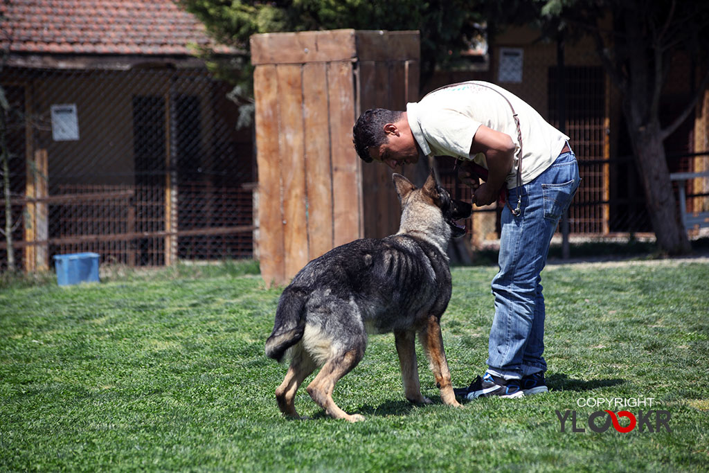 International K9&Horse Club 20