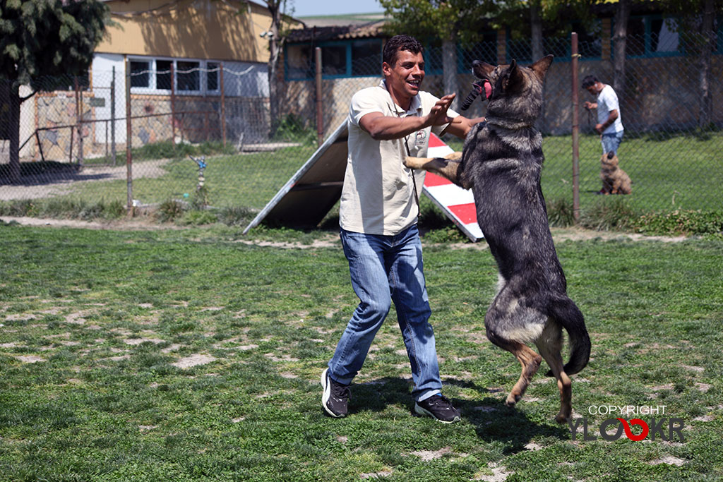 International K9&Horse Club 22