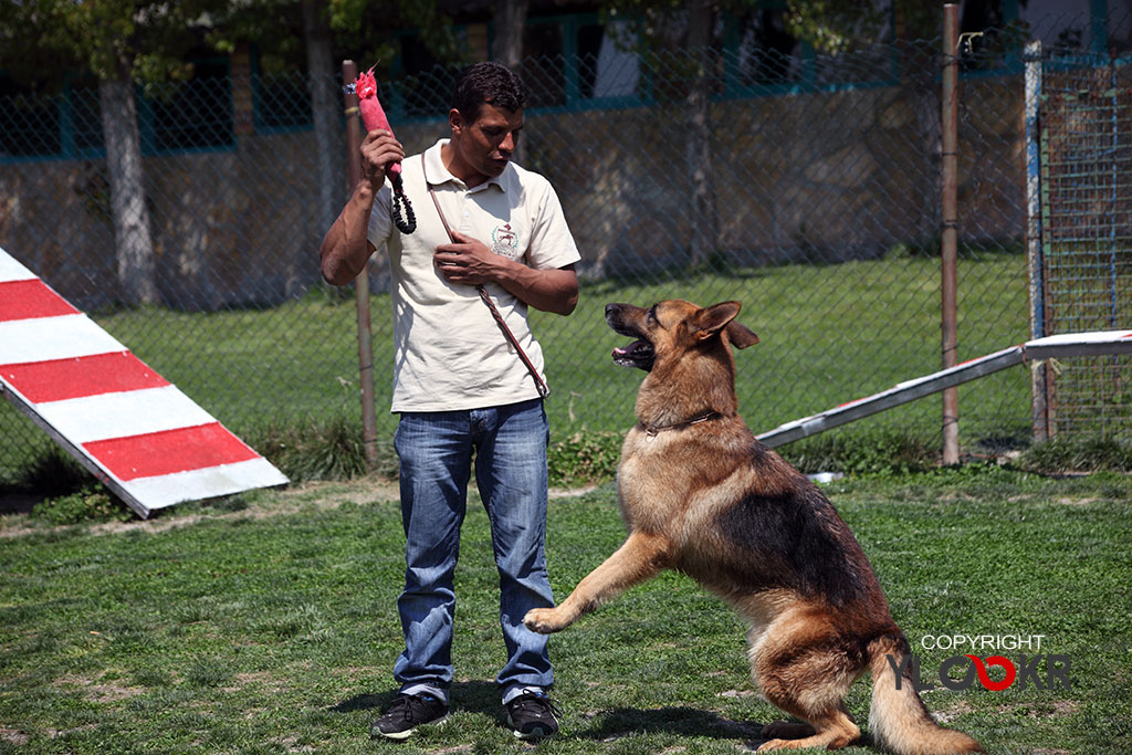 International K9&Horse Club 24