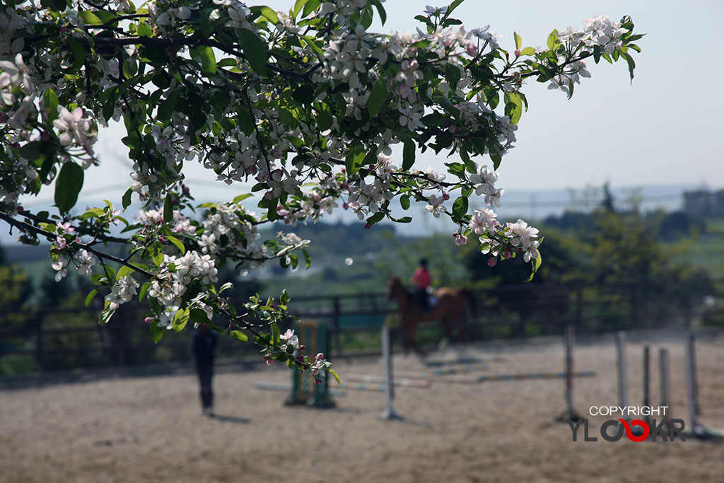 International K9&Horse Club 9