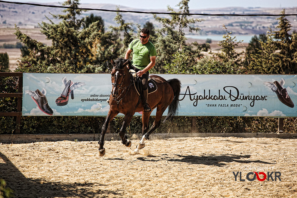 International K9&Horse Club; At Eğitimi; Binicilik; Atlı spor 2