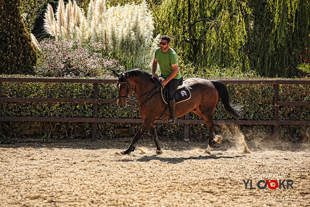 International K9&Horse Club; At Eğitimi; Binicilik; Atlı spor 7