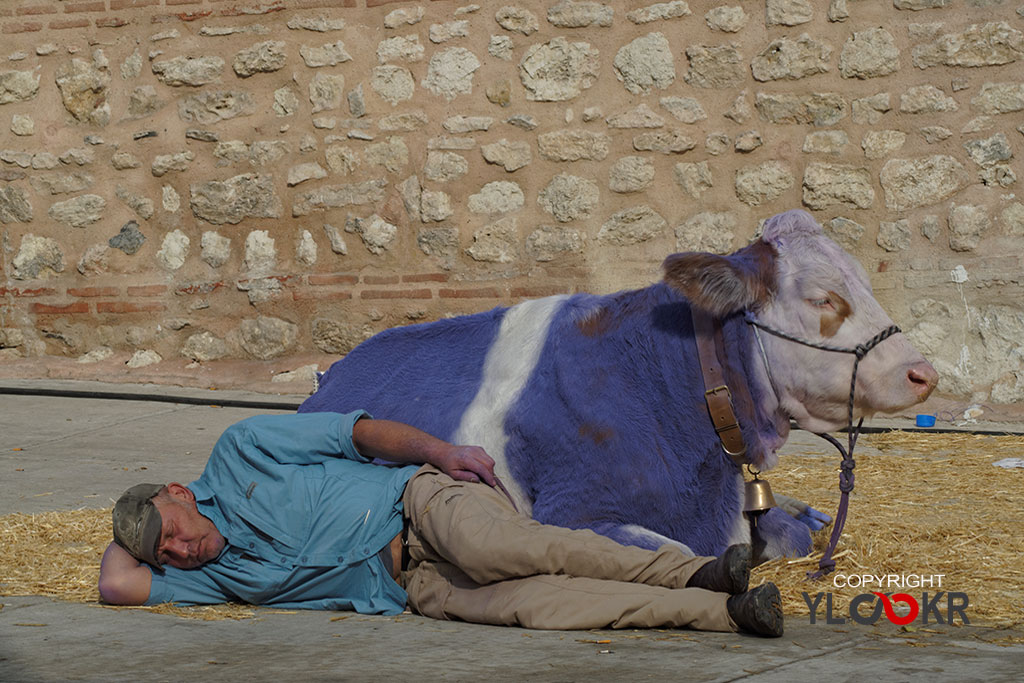 Mor İnek; İnek; Sokak Fotoğrafçılığı; Street Photography 5