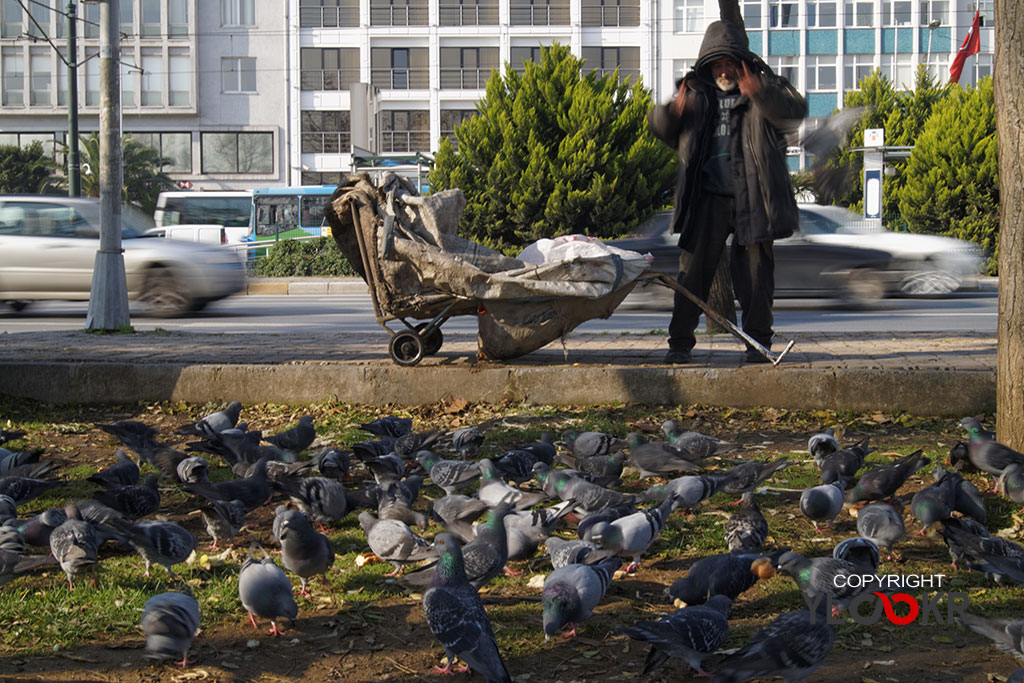 street photography, sokak fotoğrafçılığı, Kağıt Toplayıcı; Güvercin; Fındıklı Parkı 2