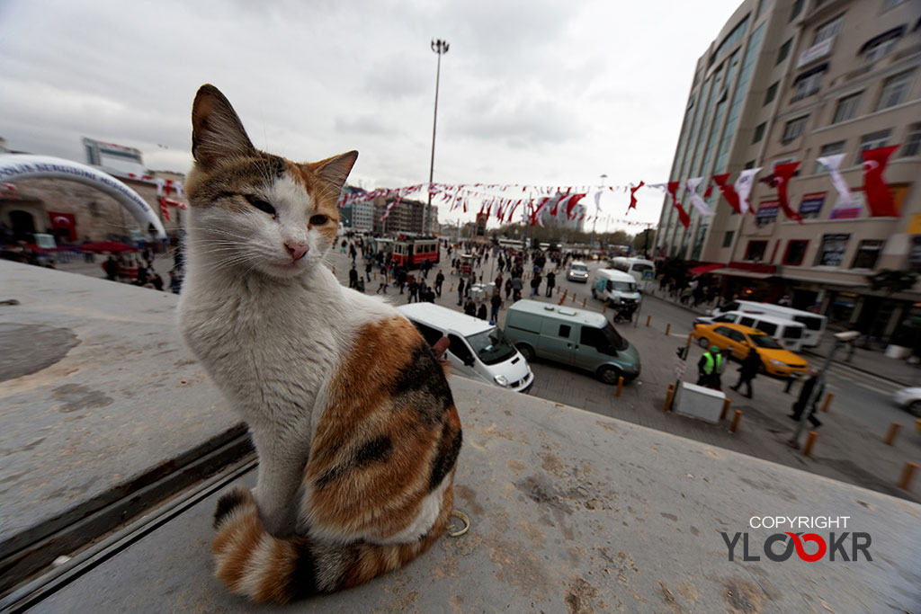 Sokak Fotoğrafı; Sokak Fotoğrafçılığı; Kedi; taksim; Burger King