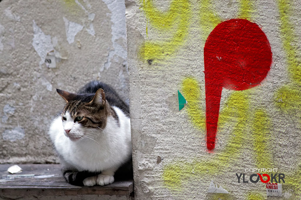 Sokak Fotoğrafçılığı; Kedi