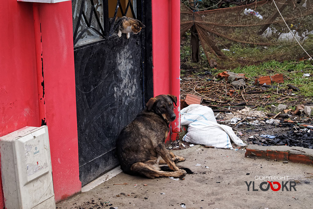 street photography, sokak fotoğrafçılığı; Köpek; Kedi; Garipçe Köy