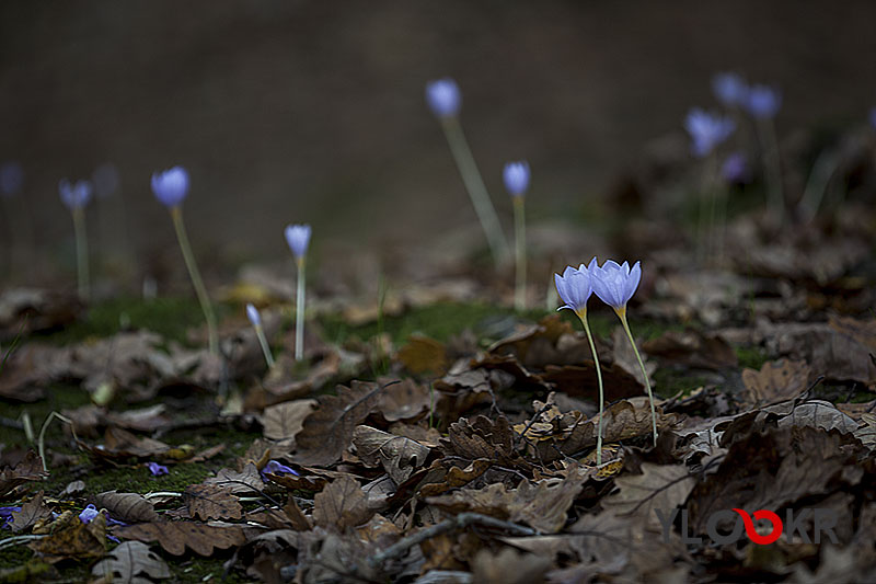 Alan Derinliği; Yalçın Çakır Photography