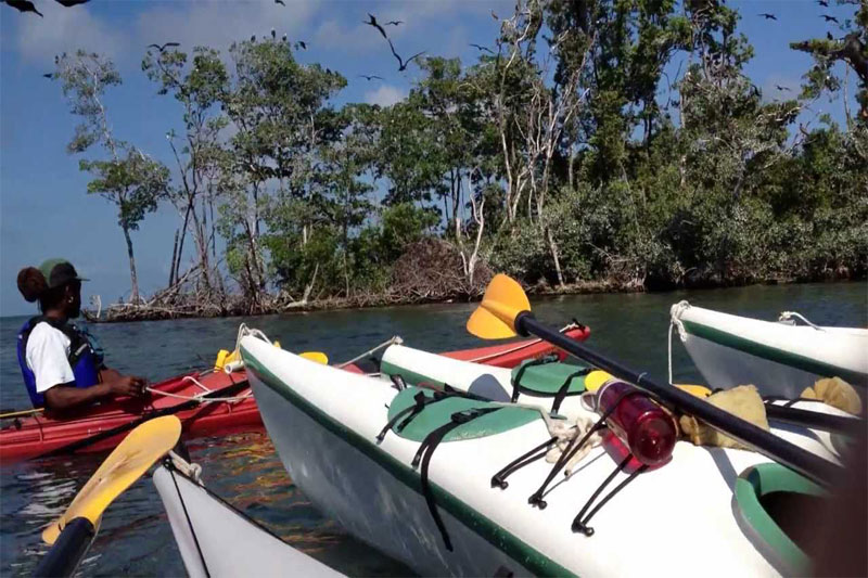 Bird Island- Belize 2