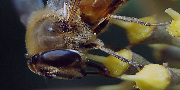 Makro Fotoğraf; Macro Photography